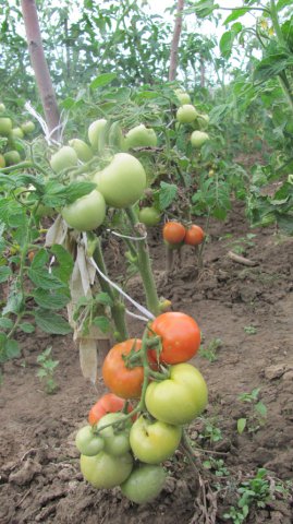 наш урожай , томат 2